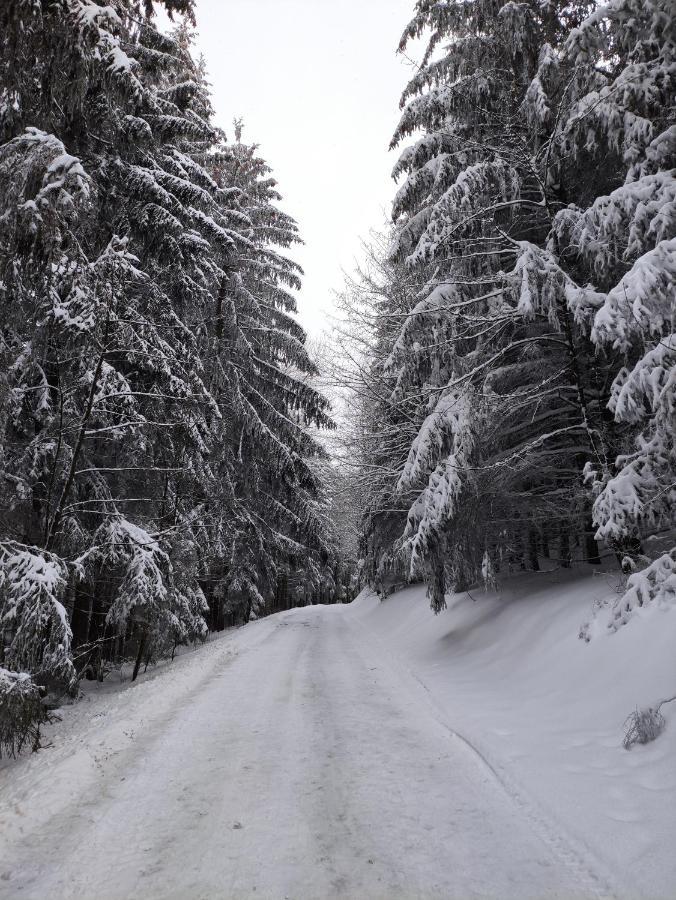 Zentrale Und Gemuetliche Ferienwohnung In Winterberg Nah An Der Natur Exteriör bild